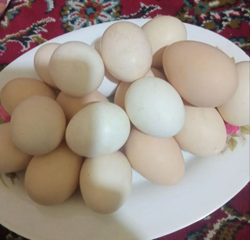 بلدرچین،زرده،سفیده منجمد،بومی|خوردنی و آشامیدنی|تهران, آرژانتین|دیوار