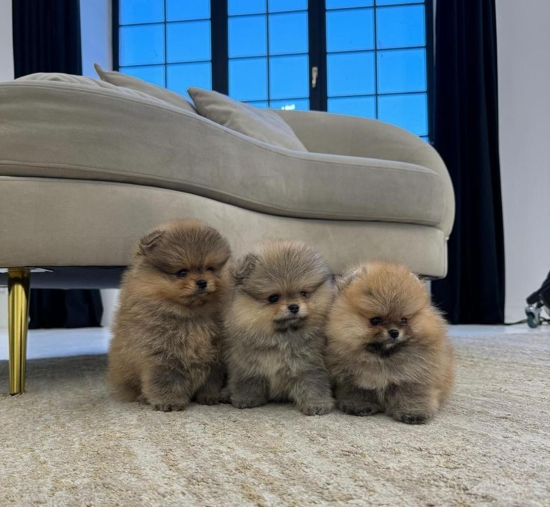 سگ پامرانین خرسی/پامر پرتقالی/نر و ماده..|سگ|تهران, وردآورد|دیوار