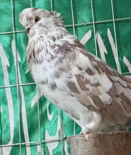 کبوتر نوک قنار کبوتر پرشی|پرنده|تهران, پاسداران|دیوار