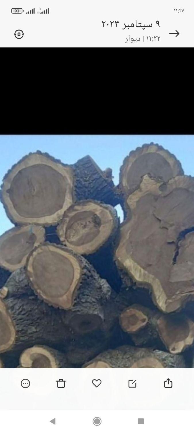 خریدچوب وریشه در حیاط باغ|خدمات باغبانی و درختکاری|ارومیه, |دیوار