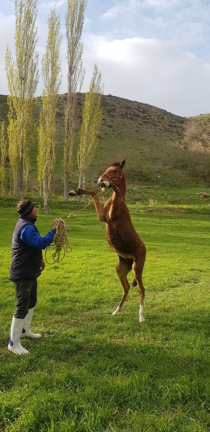 اسب|اسب و تجهیزات اسب‌سواری|اردبیل, |دیوار