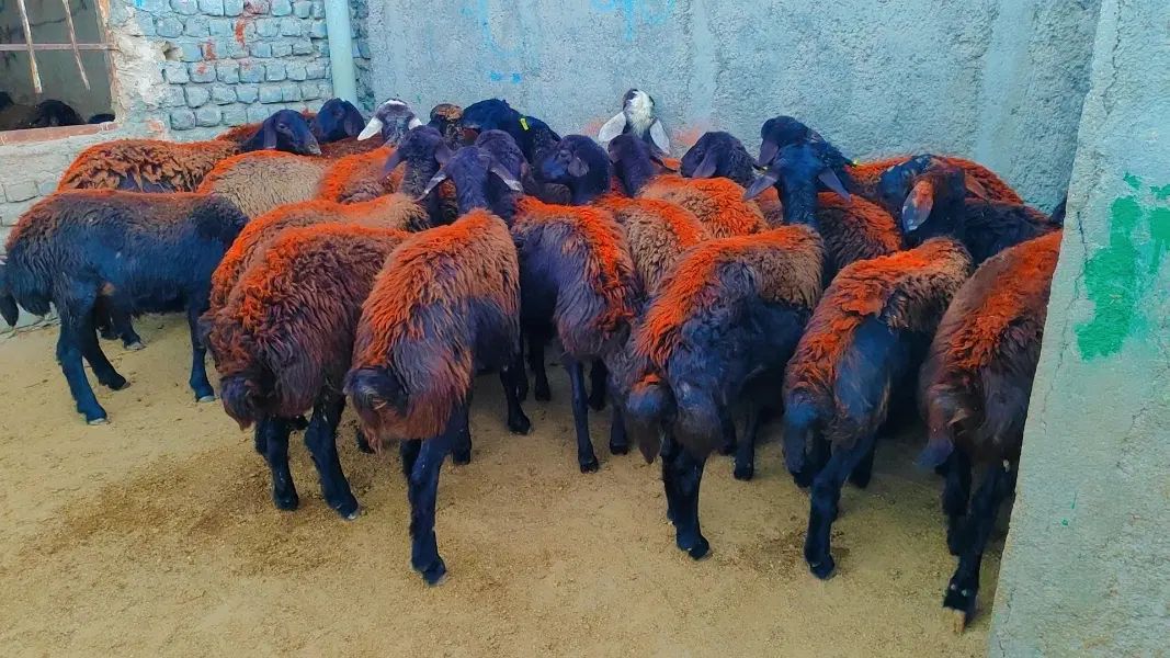 ۲۲  بره ماده پارسالی غزل افشار پای قوچ فروشی.. میش|حیوانات مزرعه|مشهد, طرق|دیوار
