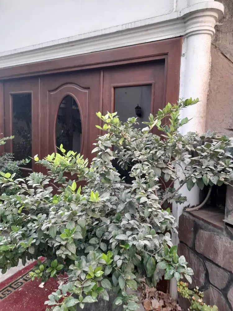 ۲۵ یاس هلندی و کاج با گلدانهای سفالی زیبا، لواسان|گل و گیاه طبیعی|تهران, حکیمیه|دیوار