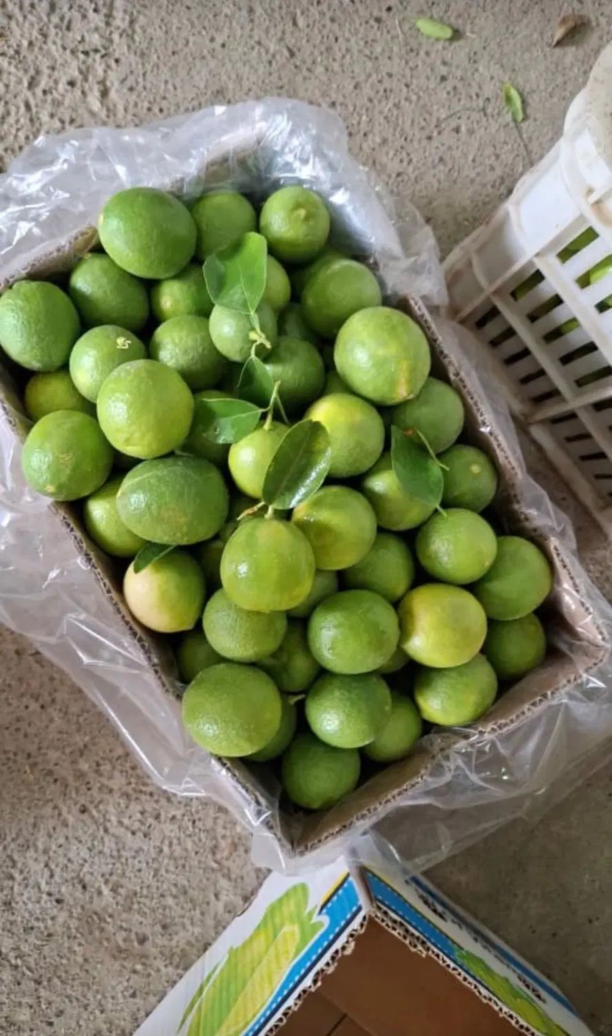 لیموی ابگیری فوق سوپر درشت زیر قیمت کل بازار|خوردنی و آشامیدنی|تهران, نیروی هوایی (پیروزی)|دیوار