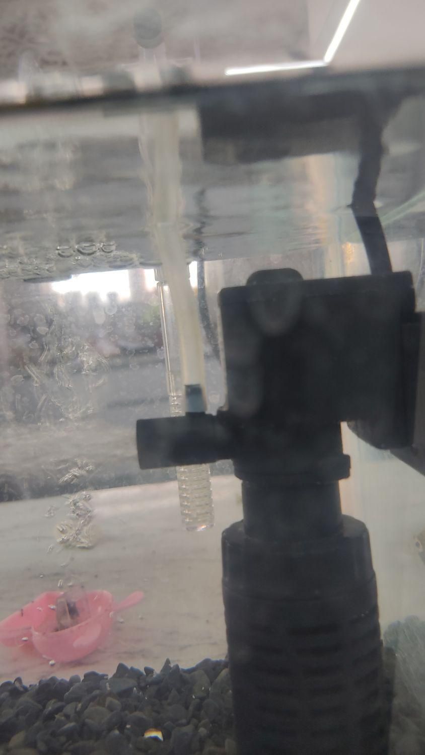 آکواریوم|ماهی|هشتگرد, هشتگرد قدیم|دیوار