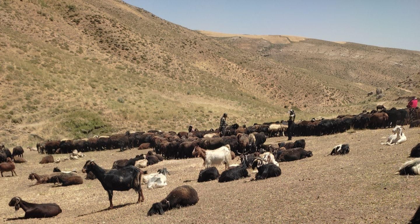 گوسفند زنده کوهستان|حیوانات مزرعه|تهران, وردآورد|دیوار
