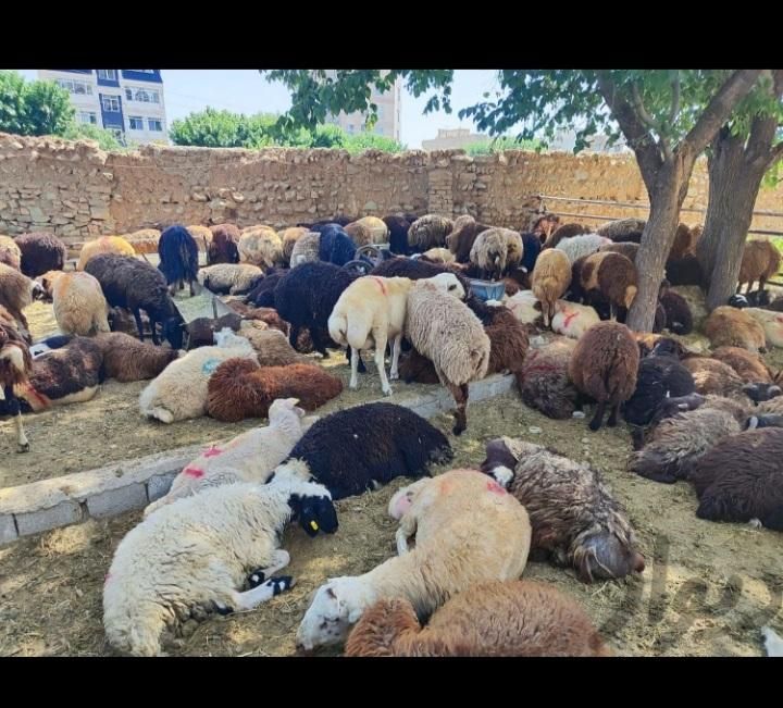 گوسفند پر گوشت تجریش نیاوران ازگل فرمانیه در زنده|حیوانات مزرعه|تهران, تهرانپارس غربی|دیوار