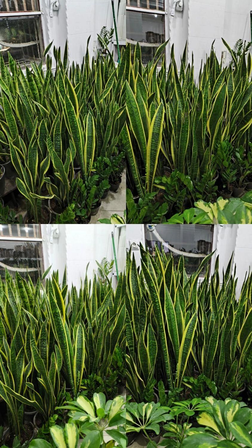 سانسوریا شمشیری ابلق در بندرعباس|گل و گیاه طبیعی|بندرعباس, |دیوار