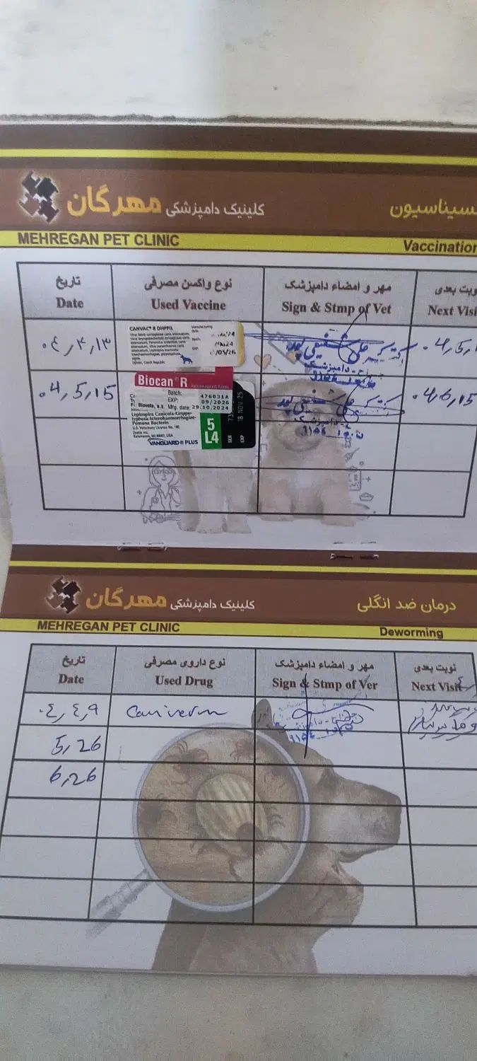 توله سگ نژاد گلدن رتریور چهار و نیم ماهه تربیت شده|سگ|نجف‌آباد, شریعتی غربی|دیوار