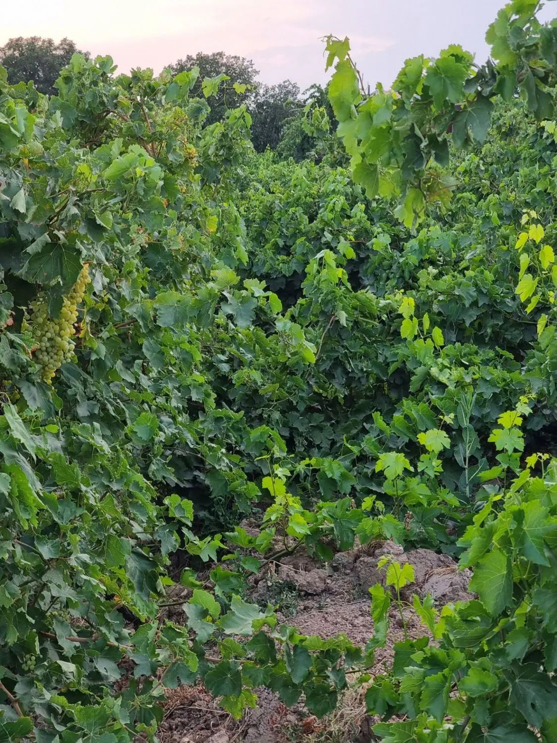 باغِ داربستی انگور،تیکه ای از بهشت در شهرِ تاک|فروش دفتر صنعتی، کشاورزی، تجاری|بهارستان, |دیوار