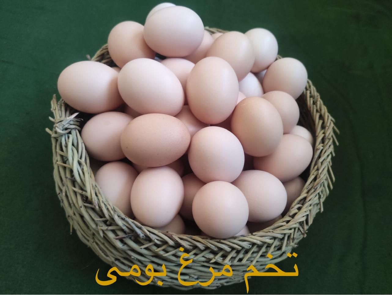 عرضه تخم مرغ بومی|خوردنی و آشامیدنی|فولادشهر, فولادشهر|دیوار