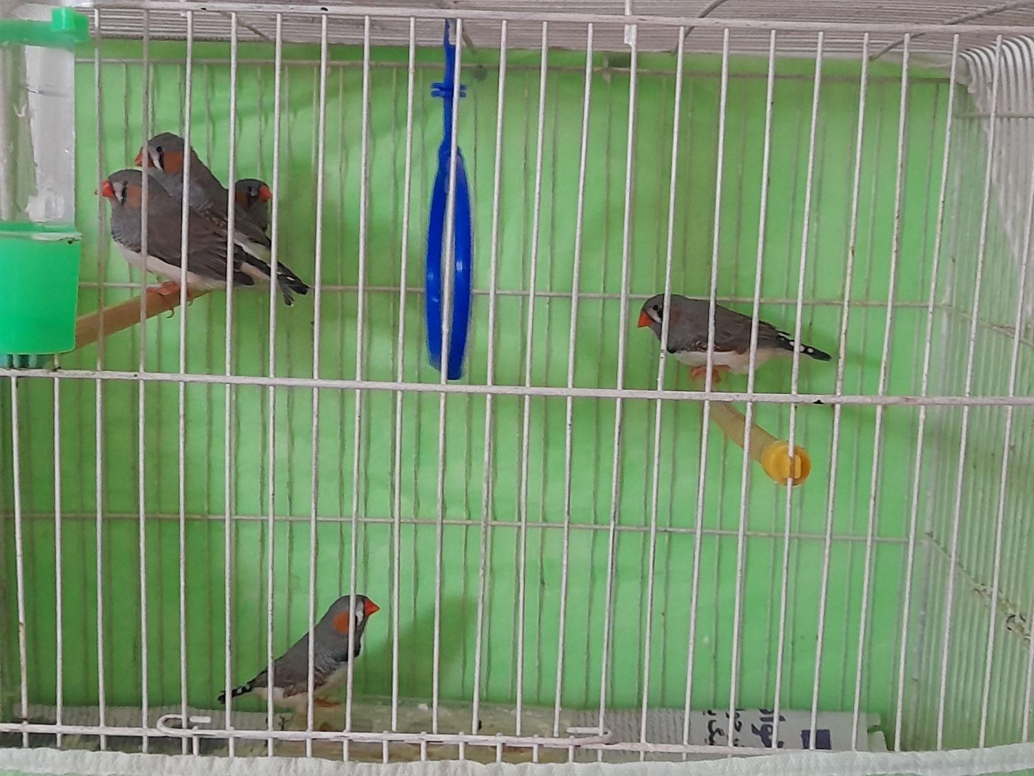 فنچ نر و ماده بالغ|پرنده|رشت, پاستوریزه|دیوار