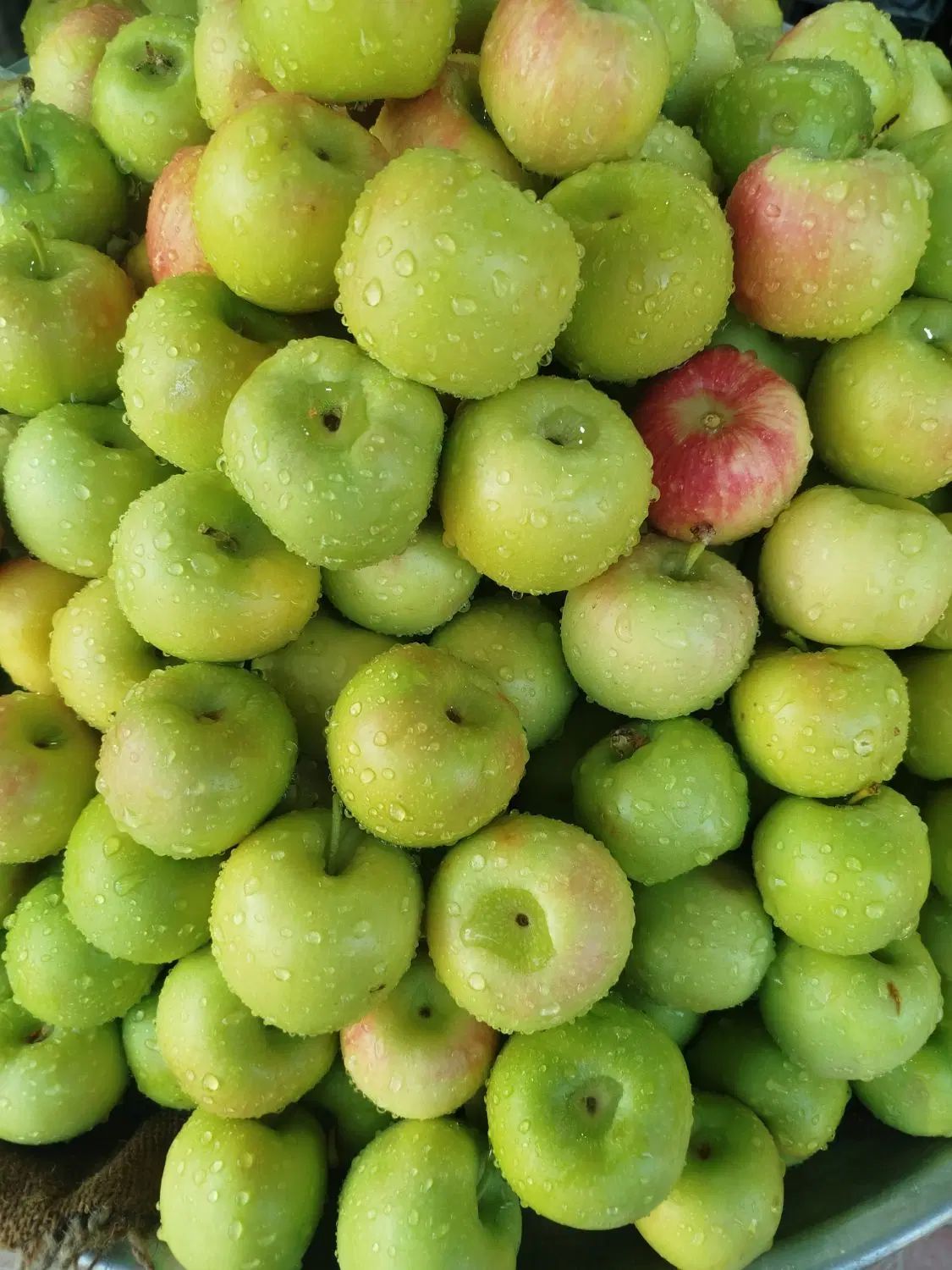 خوردنی و آشامیدنی|خوردنی و آشامیدنی|اصفهان, باغ فدک|دیوار