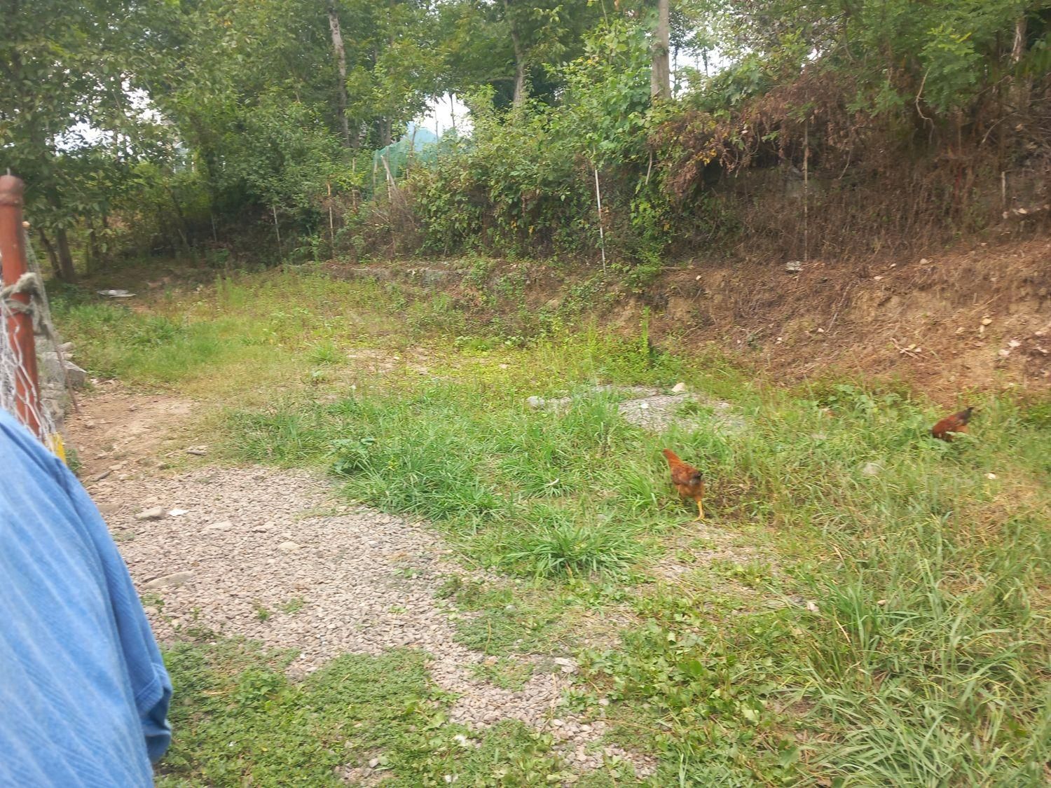 فروش ویلای سنتی قابل سکونت|فروش خانه و ویلا|اطاقور, |دیوار