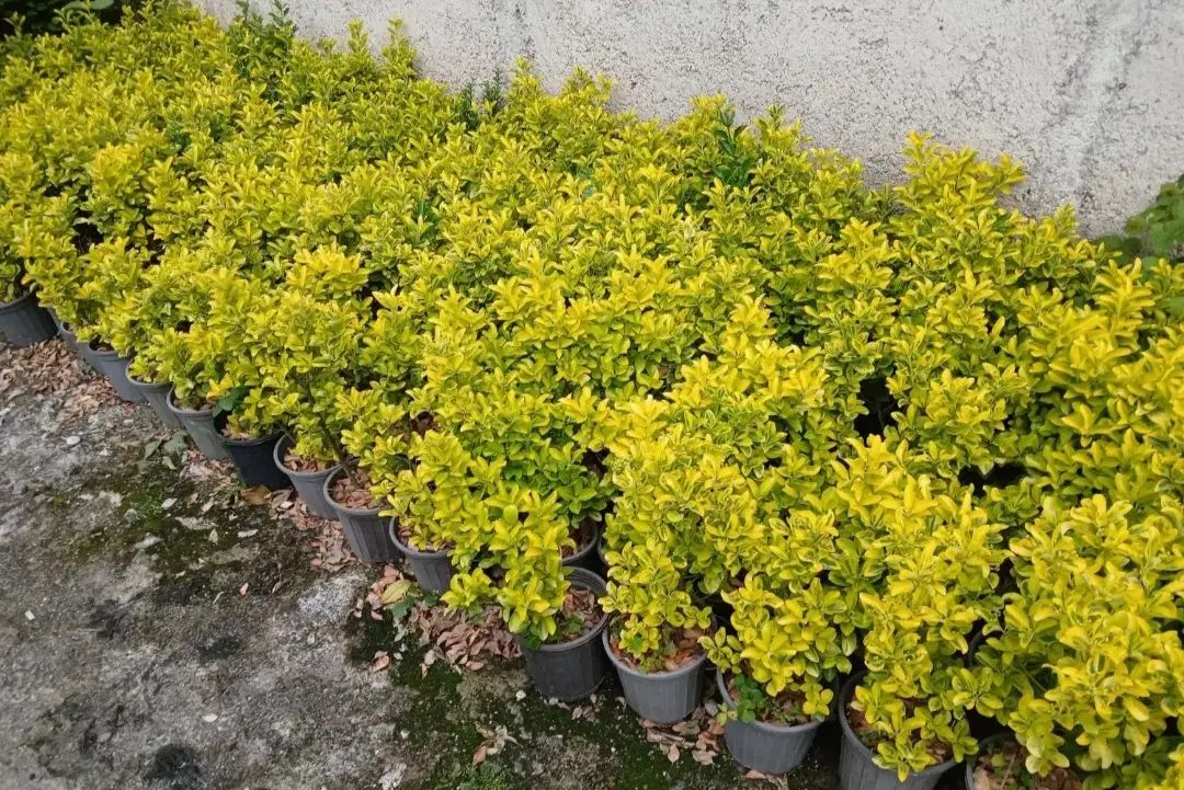نهال های گلدانی خارجی شمشاد طلایی مناسب محوطه|خدمات باغبانی و درختکاری|زنجان, |دیوار