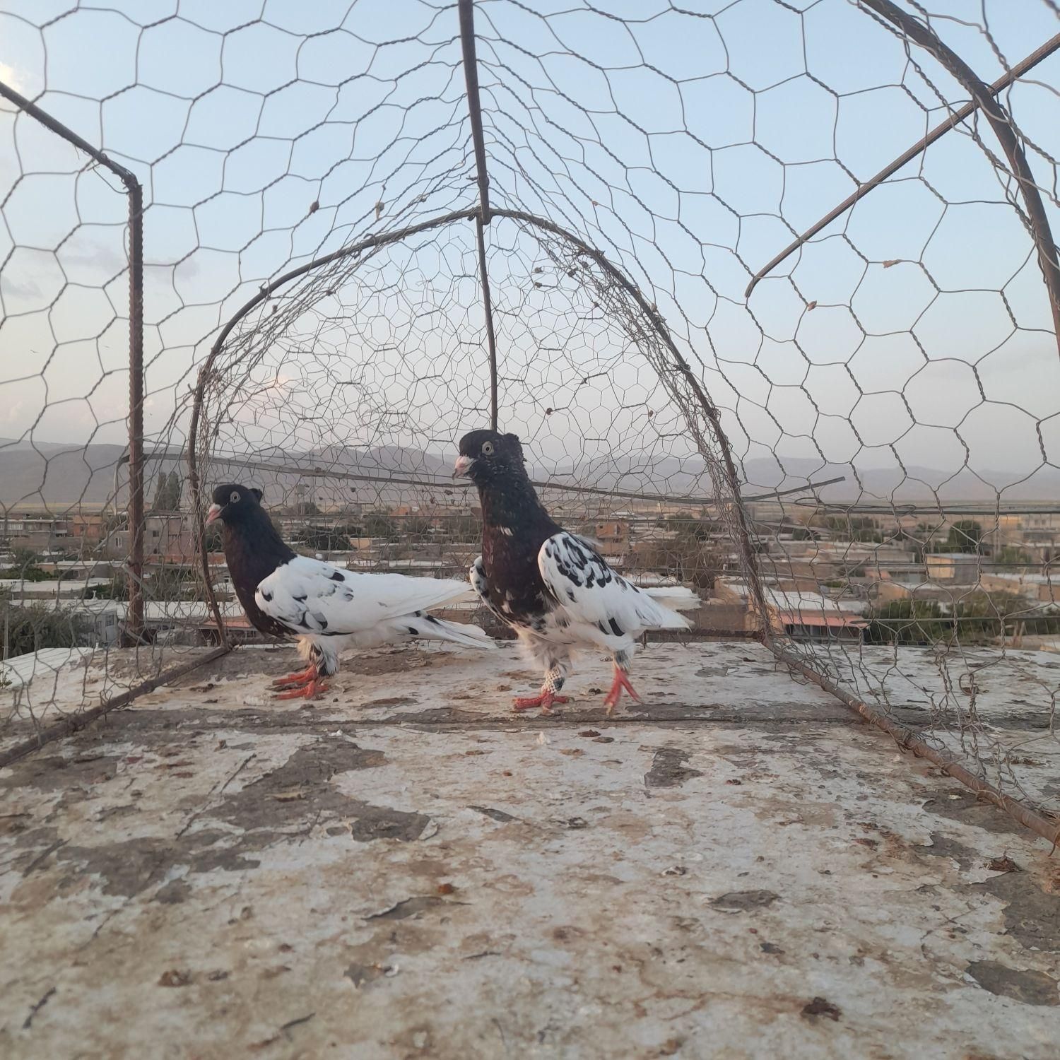 کفتر کله|پرنده|شیروان (خراسان), |دیوار