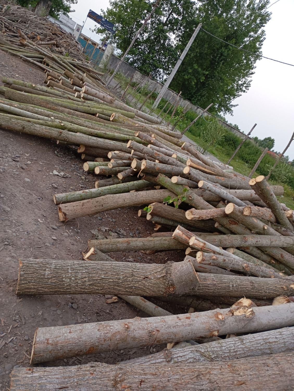 خرید انواع چوب صنوبر وجنگلی|خدمات باغبانی و درختکاری|لنگرود, |دیوار