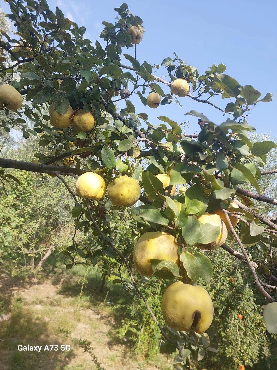 خانه باغ ویلا|فروش خانه و ویلا|لوشان, |دیوار