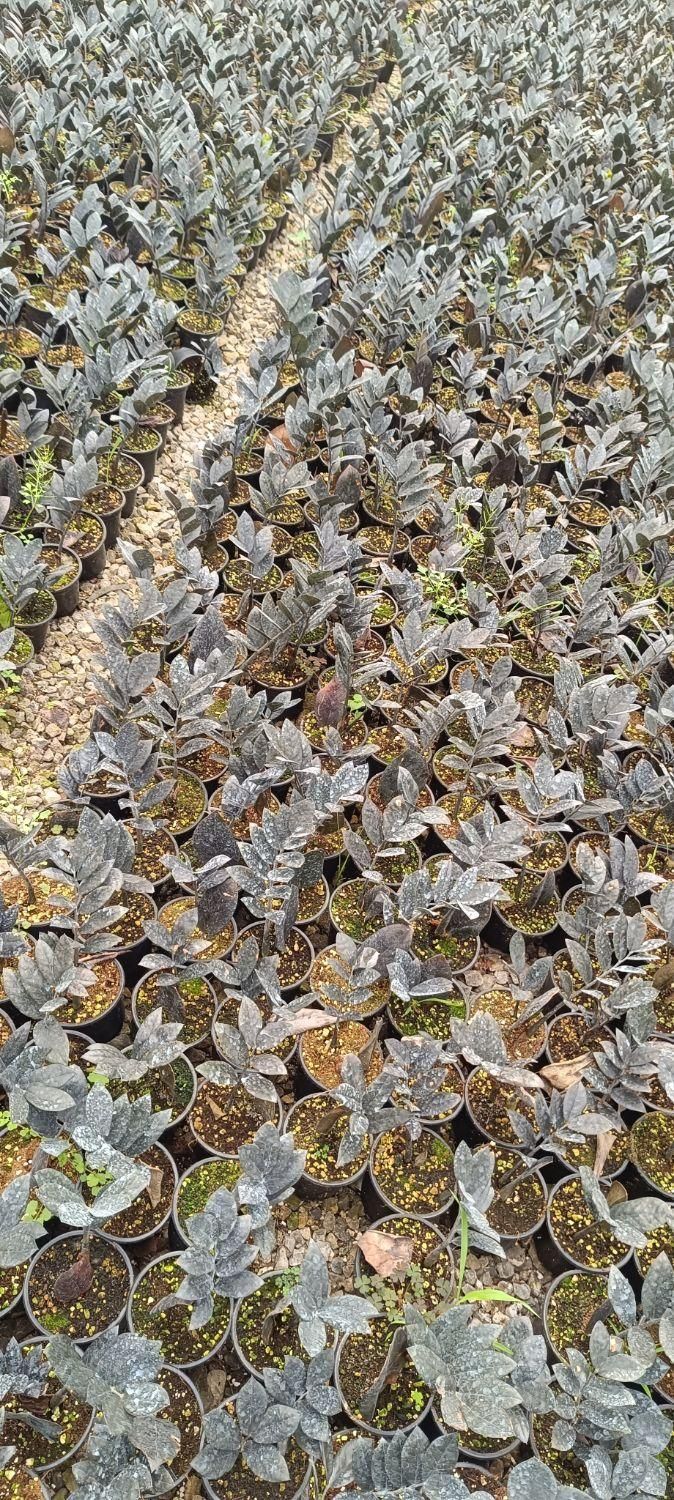 گل اپارتمانی|خدمات باغبانی و درختکاری|فلاورجان, |دیوار