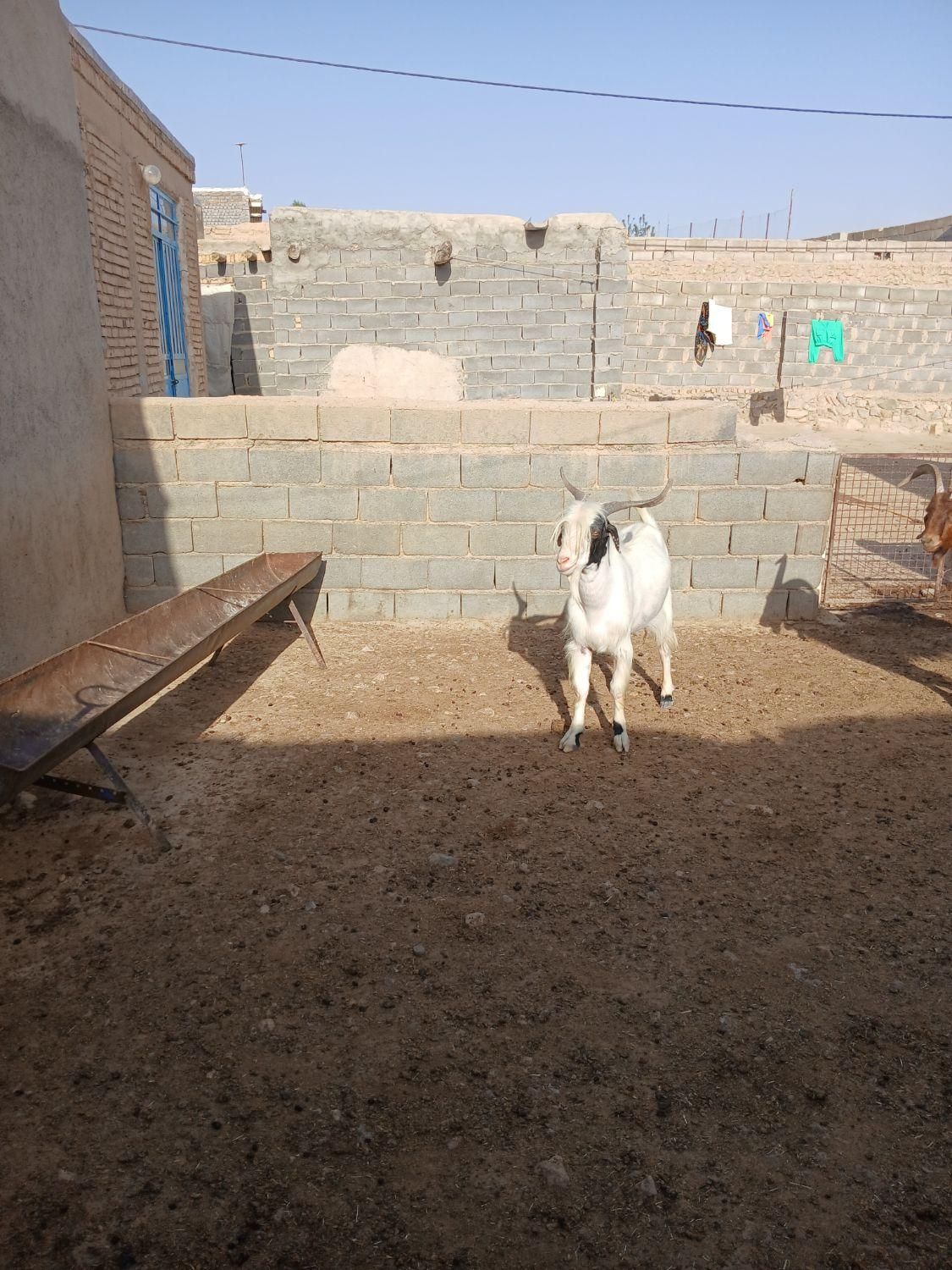 فروش نر بز|حیوانات مزرعه|شیروان (خراسان), |دیوار