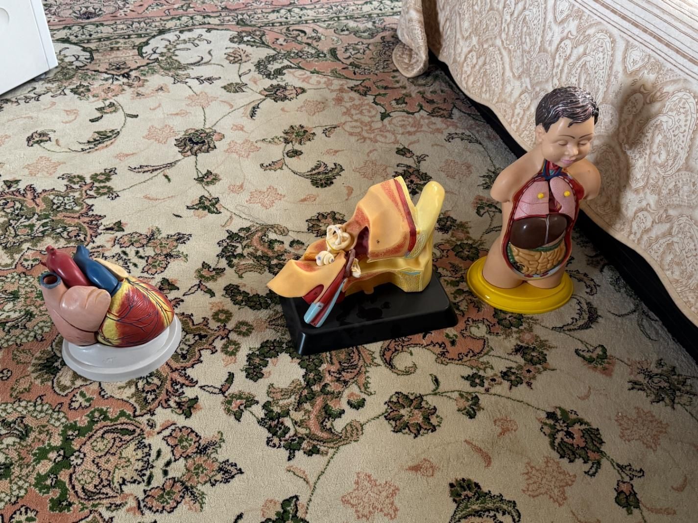 مولاژ بدنه انسان|اسباببازی|سنندج, |دیوار