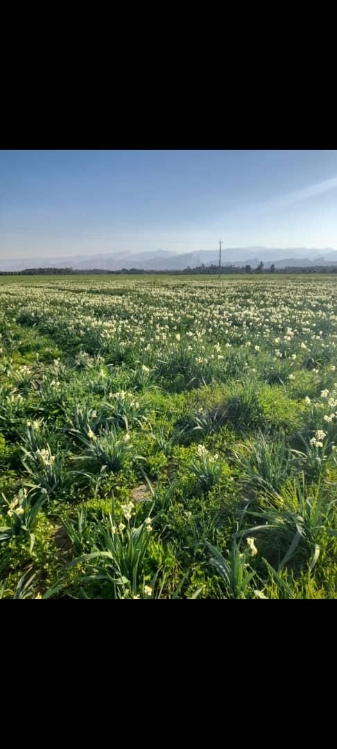 پیاز گل نرگس شهلا|گل و گیاه طبیعی|خفر, |دیوار