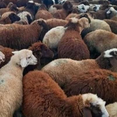 انواع دام سبک و سنگین|حیوانات مزرعه|قزوین, |دیوار