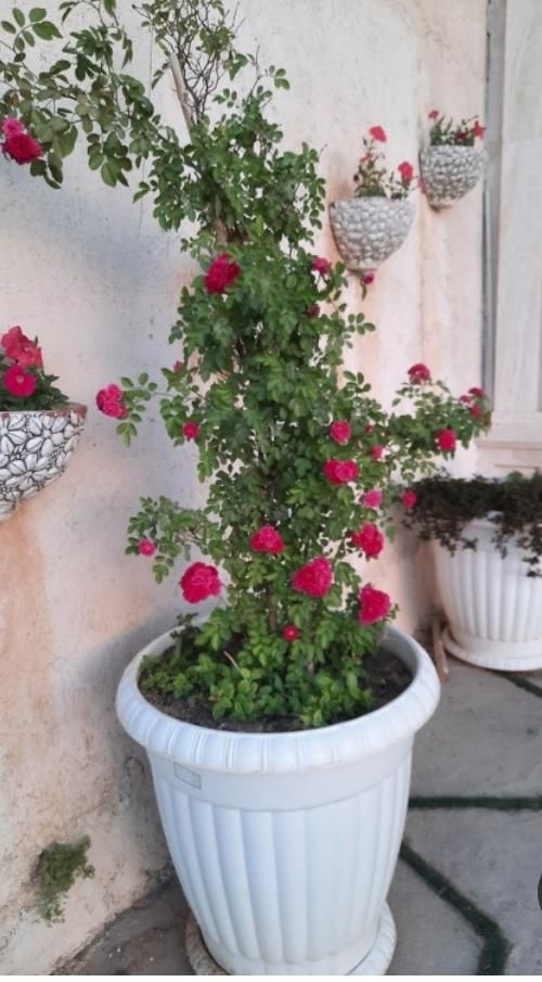 انجام کلیه خدمات باغبانی وسم پاشی|خدمات باغبانی و درختکاری|مشهد, کوشش|دیوار