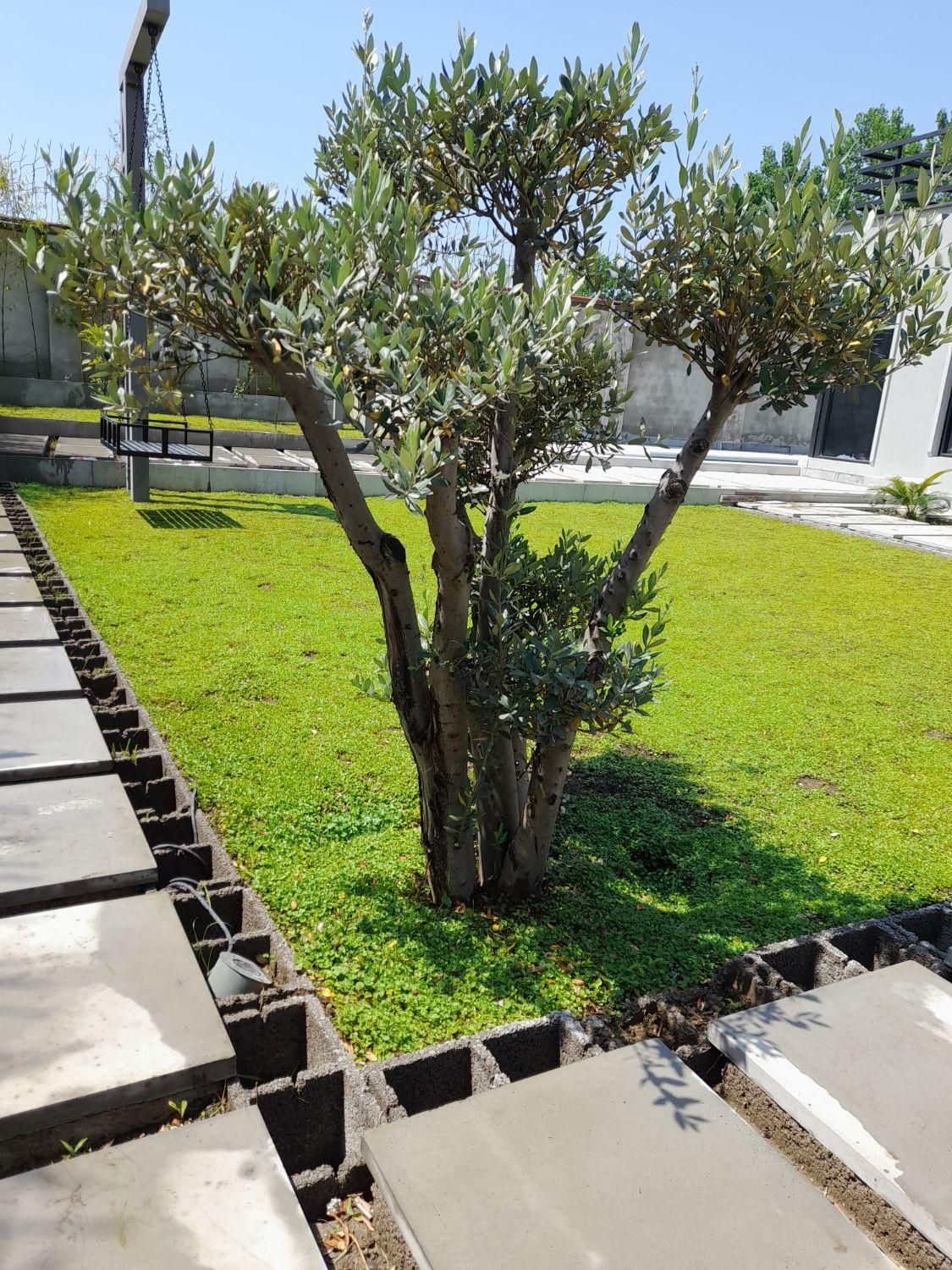 سمپاشی منازل و باغات تضمینی ۲۴ ساعته|خدمات نظافت|رشت, بلوار گیلان|دیوار