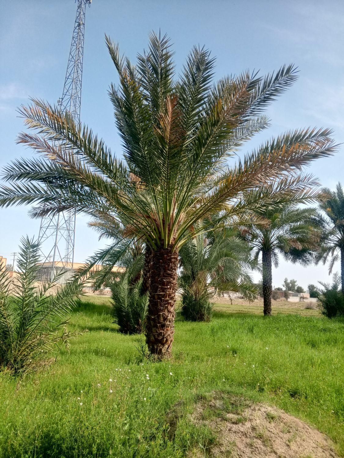 فروش انواع نخل از یک متر تا پنج متر..|خدمات باغبانی و درختکاری|یزد, |دیوار