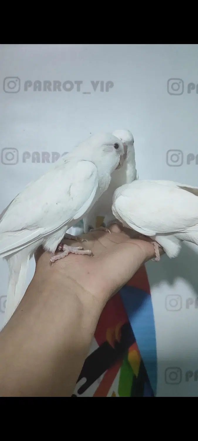 راهب های فول دستی و گرینچیک|پرنده|کرج, احدآباد|دیوار