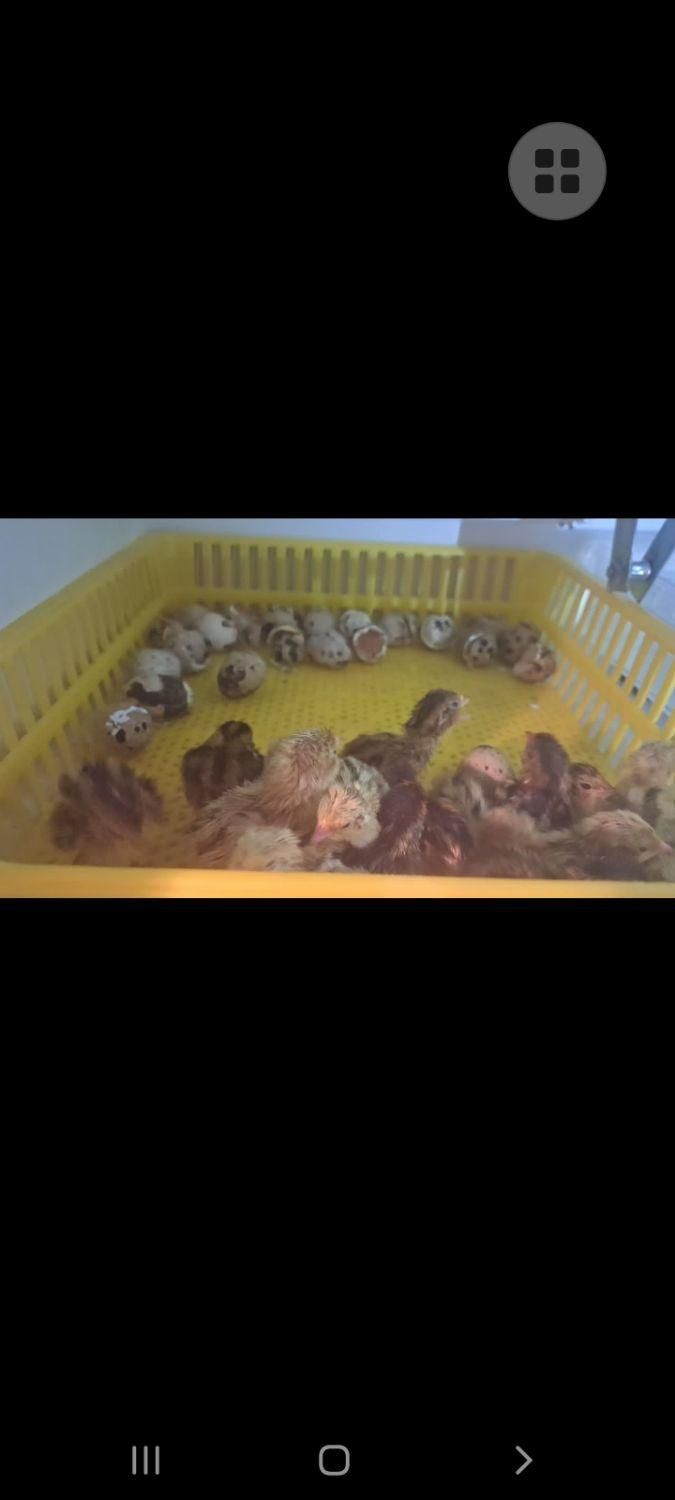 دستگاه جوجه کشی|لوازم جانبی حیوانات|بیرجند, |دیوار