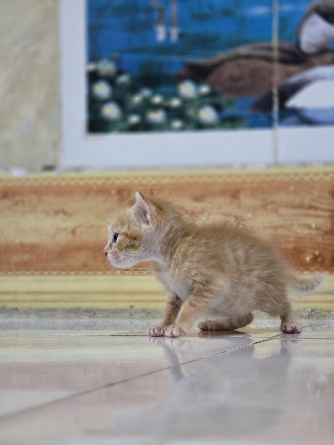 گربه bsh|گربه|کرمانشاه, |دیوار