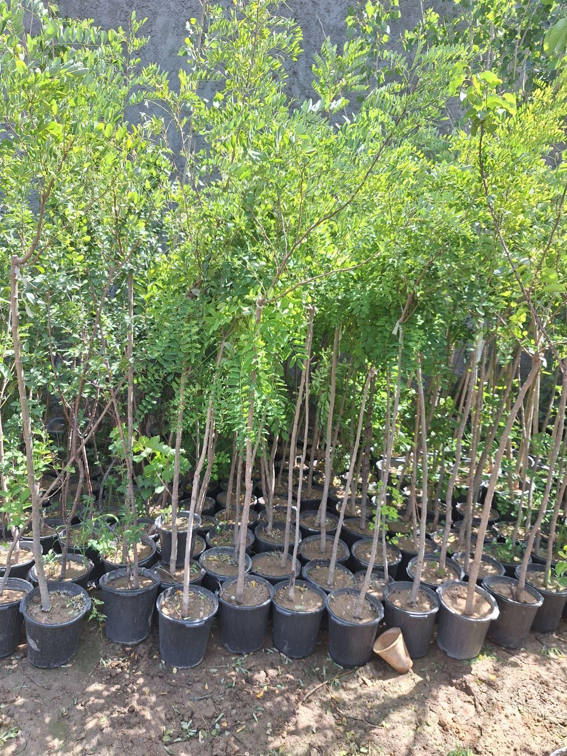 اقاقیا نهال و درخت|خدمات باغبانی و درختکاری|فلاورجان, |دیوار