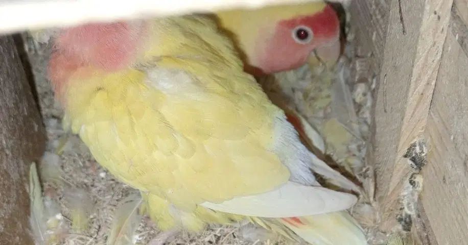 طوطی برزیلی|پرنده|کرج, شهرک جهان‌نما|دیوار