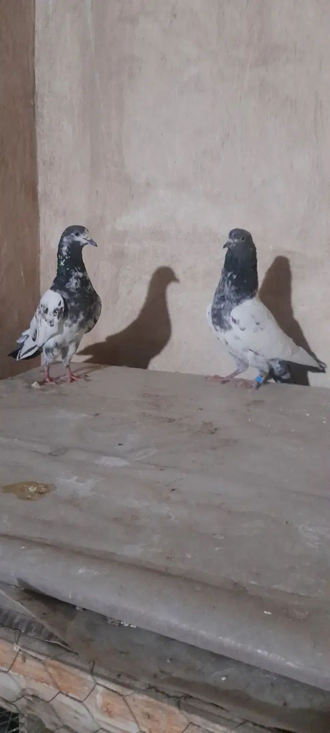 کبوتر تیدی پاکستانی|پرنده|اصفهان, سودان|دیوار