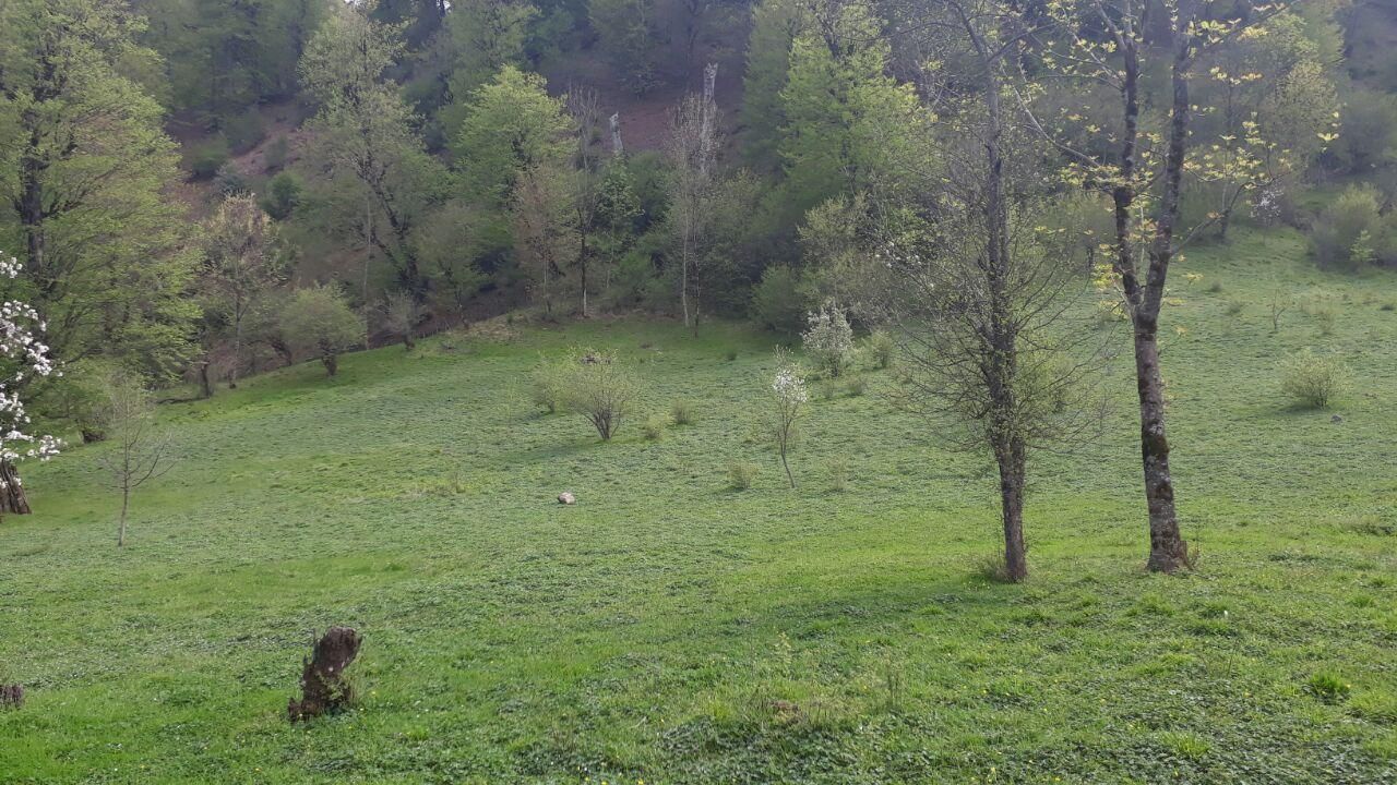 زمین ییلاقی ۴۲۰۰متر رضوانشهر|فروش زمین و ملک کلنگی|رضوانشهر, |دیوار