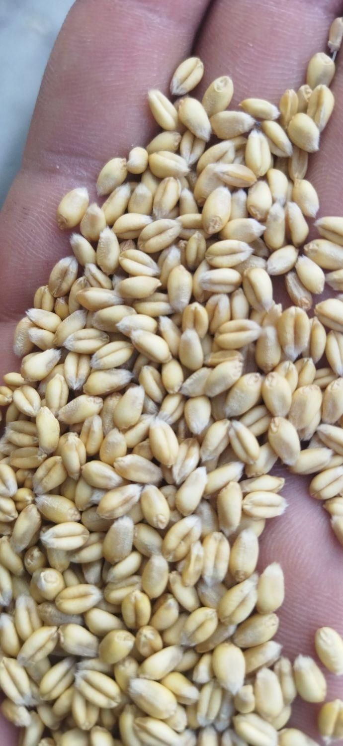 فروش گندم آبی و دیم تحویل اصفهان|خدمات باغبانی و درختکاری|اصفهان, امین‌آباد|دیوار