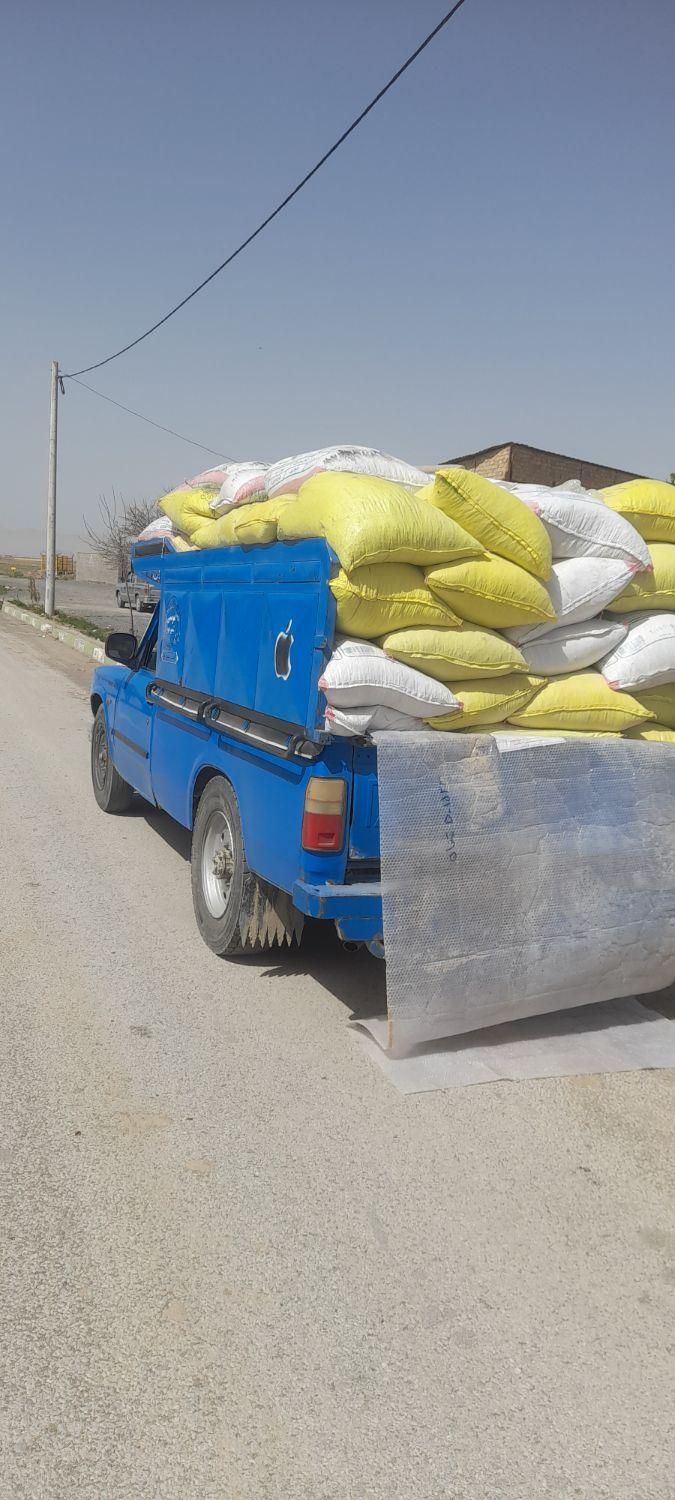 سوله های حتی شیروانی .کود بود کبوت ی|گل و گیاه طبیعی|تاکستان, |دیوار