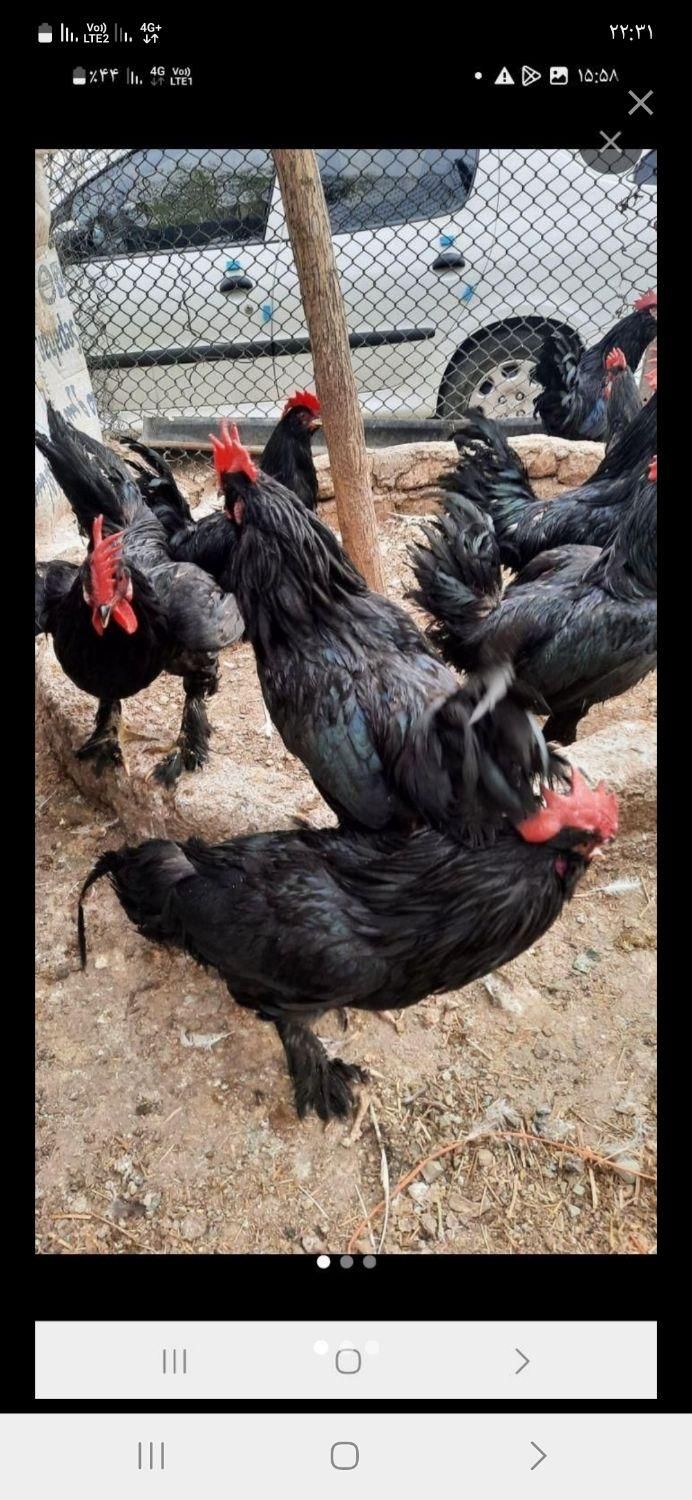 انواع مرغ و خروس محلی ماشینی سیاه جهت سربری|حیوانات مزرعه|کرج, عظیمیه|دیوار