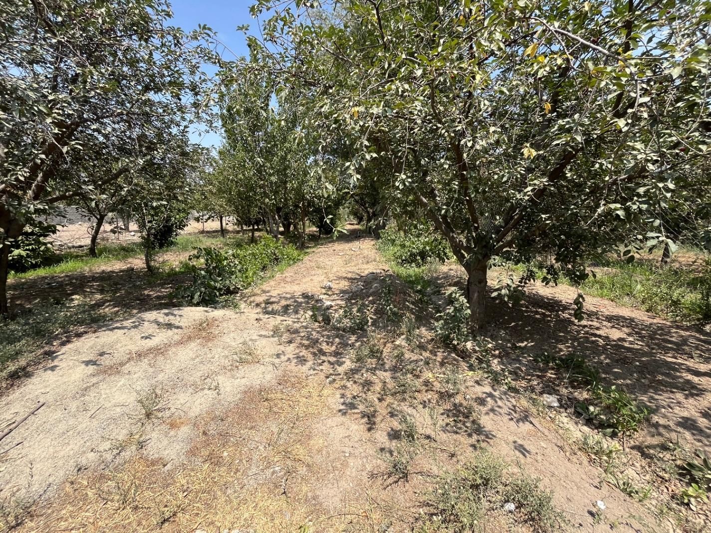 باغچه/تهاتر/انبارتپه /چسب بافت/دورفنس|فروش زمین و ملک کلنگی|تنکمان, |دیوار