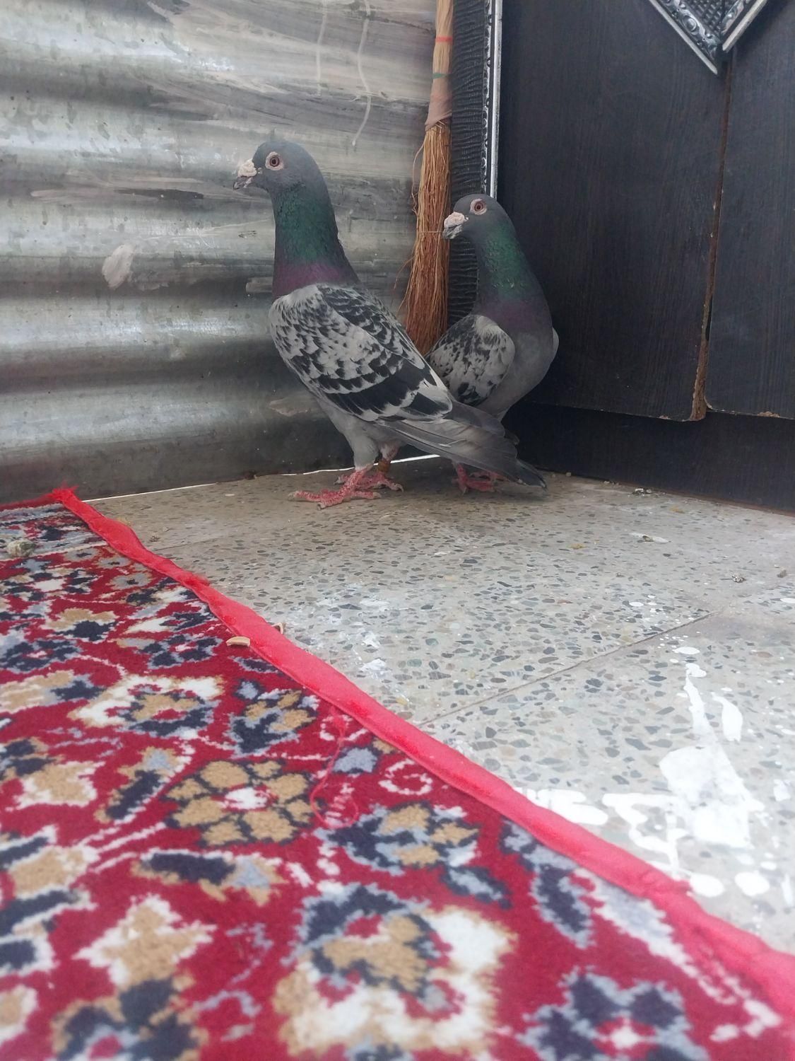 ی جفت نر پلاکی جنگی|پرنده|آبیک, |دیوار
