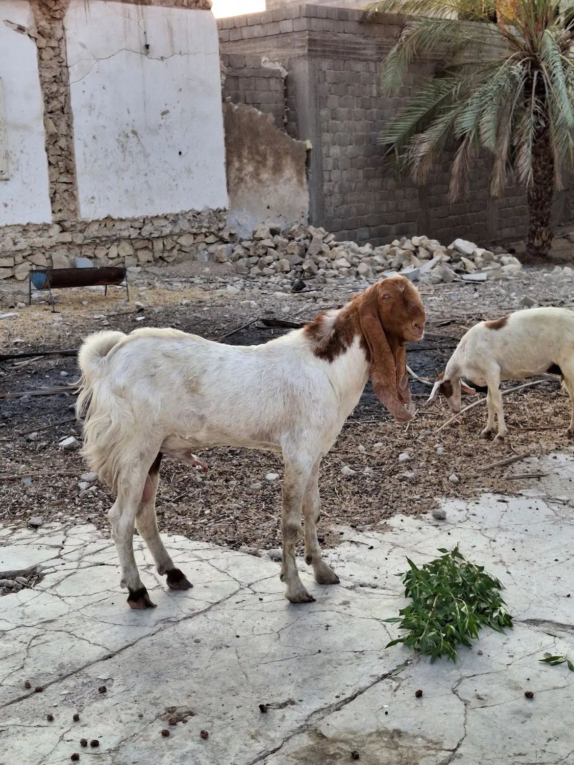 دو پازن پا کستانی ویک بز درجه یک آدرس کاکی|حیوانات مزرعه|بوشهر, |دیوار