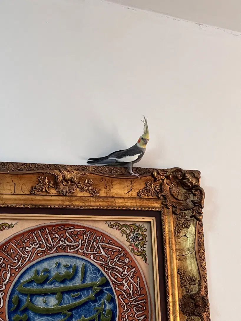 عروس هلندی ،نر ،بسیار سالم|پرنده|کرج, فاز ۱ مهرشهر|دیوار