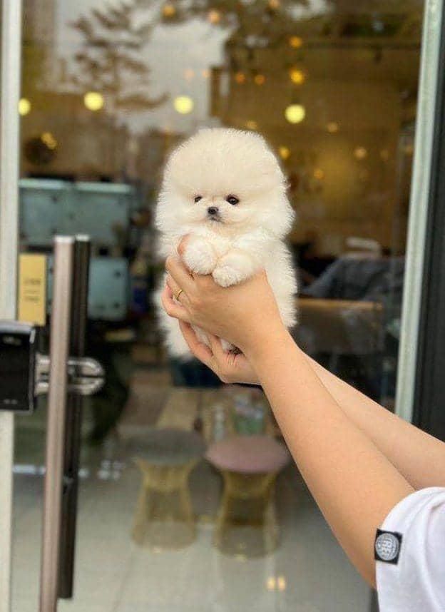 سگ پامرانین(عروسکی)|سگ|اصفهان, شهرک کاوه|دیوار