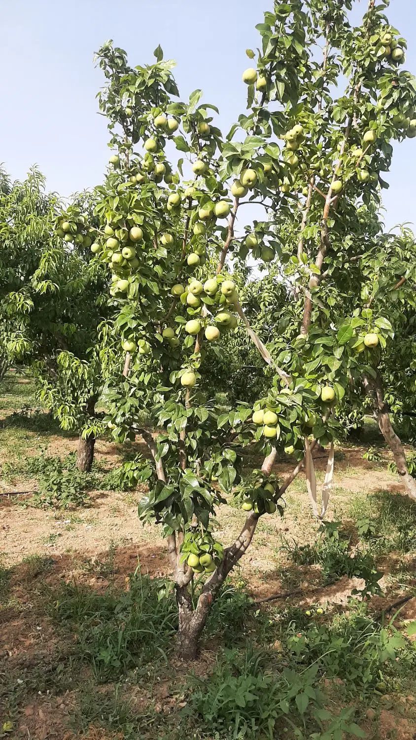 جنگل میوه ۷۵۰ متری تیکه ای از بهشت|فروش دفتر صنعتی، کشاورزی، تجاری|کرج, گلشهر|دیوار
