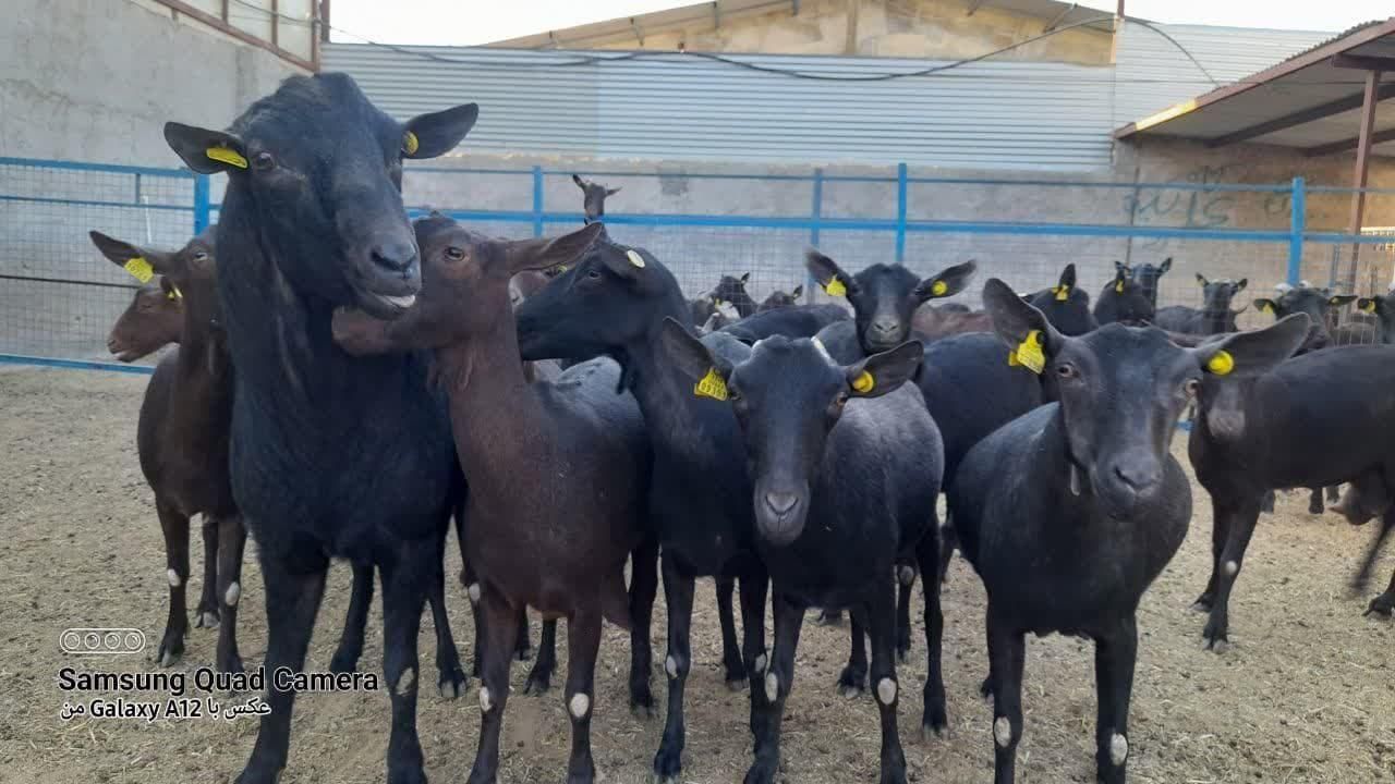 فروش بز مورسیا ، بز سانن،..|حیوانات مزرعه|اصفهان, مولوی|دیوار