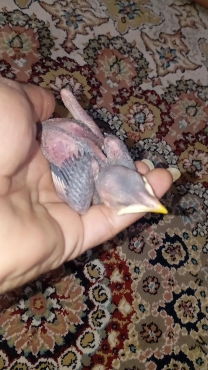 کبوتر و جوجه مینا|پرنده|سبزوار, باهنر|دیوار