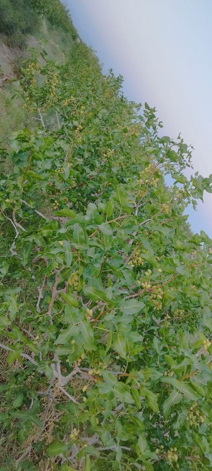 سرمایه گذاری پسته ثمری آب شیرین|فروش دفتر صنعتی، کشاورزی، تجاری|یزد, |دیوار