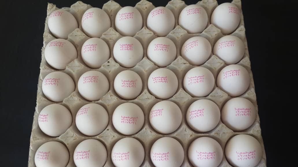 پخش تخم مرغ|خوردنی و آشامیدنی|شیراز, رکنآباد|دیوار